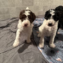Goldendoodle Puppies from Doodles R Us