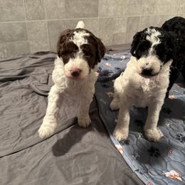 Goldendoodle Puppies from Doodles R Us