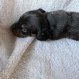 Carl - Black and tan male Dachshund puppy in Pearce, Arizona from Katy West Weenies