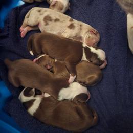 Girl 2 - Red merle female Australian Shepherd puppy in Russellville, Kentucky from Page Family Homestead