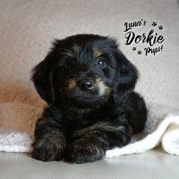 Dorkie Boy 1 - Orange - Companion Cross puppy from Luna's Dorkie Pups