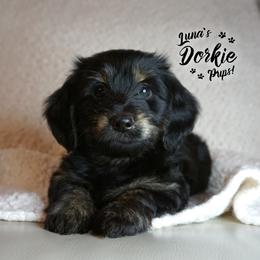 Dorkie Boy 1 - Orange - Companion Cross puppy from Luna's Dorkie Pups