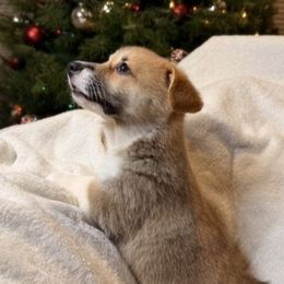 Hera - Pembroke Welsh Corgi puppy from Pordr Corgis