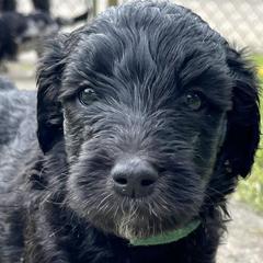 Double Doodles from Northern Sky Doodles