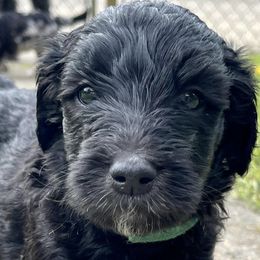 Double Doodles from Northern Sky Doodles