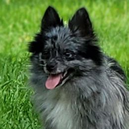 Bunny - Pomeranian