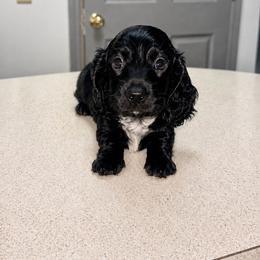Trouble - Piebald male Dachshund puppy in Madisonville, Tennessee from L&A Dachshunds