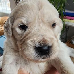 Miss Pink - Light golden female Golden Retriever puppy in Phoenix, Maryland from Tamarind Goldens