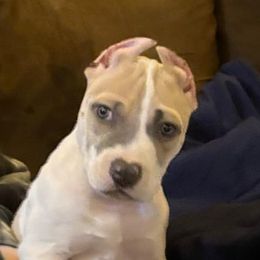 ODB's I'll Second That a.k.a "Ditto" - American Bully puppy from Oily Drop Bullies