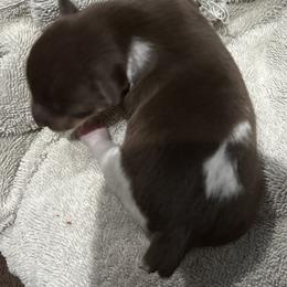 Rat Terrier Puppies from LJ&B
