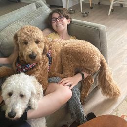 Goldendoodle and Golden Retriever All Grown Up from ZuGolden Retrievers