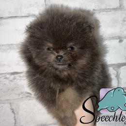 Stripe - Blue and tan male Pomeranian puppy in Perry County, Ohio from Speechless Pom’s