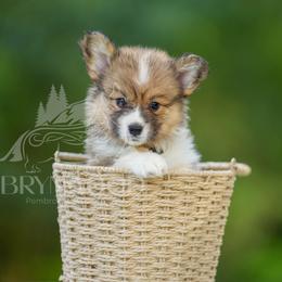 White Collar - Sable female Pembroke Welsh Corgi puppy in Terrell, Texas from Brynwood Pembroke Welsh Corgis