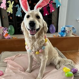 Ellie - Golden Retriever