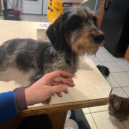 Briar - Dachshund