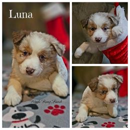 Puppy 5 - Red merle female Miniature American Shepherd puppy in Ellensburg, Washington from Wiggle Rump Ranch