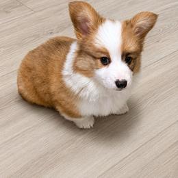 Pippa - White and red female Pembroke Welsh Corgi puppy in Florence, Texas from Ginger Sky Corgi Ranch