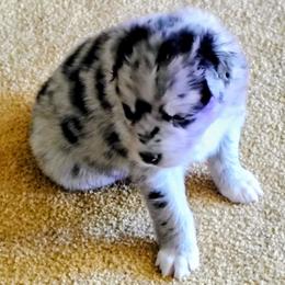 Dabby - Blue merle female Australian Shepherd puppy in Wewoka, Oklahoma from OutBack Aussie OutLaws