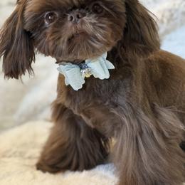 Biscotti - Shih Tzu