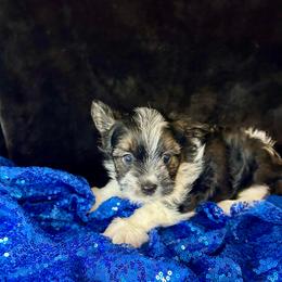 Saru - Black tan and white male Biewer Terrier puppy in Winston Salem, North Carolina from LaythStone