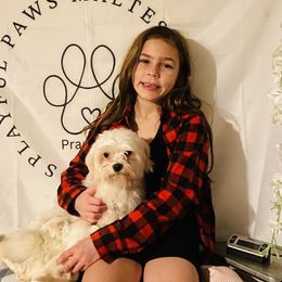 Maltese puppies from Playful Paws Maltese and Maltipoos