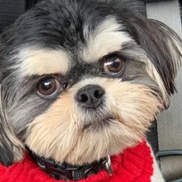 Balder  - Shih Tzu