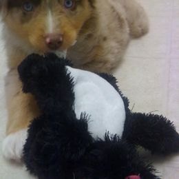 Miniature American Shepherd Puppies from Lynwood