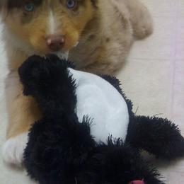 Miniature American Shepherd Puppies from Lynwood