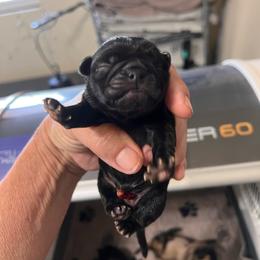 Boy 2 - Black male Pug puppy in Checotah, Oklahoma from Baxter Family Pugs