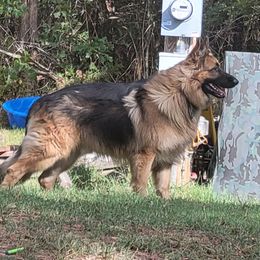 Rebel - German Shepherd