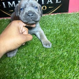 Yellow girl - Gray and fawn female Cane Corso puppy in Saluda, South Carolina from Brooks Imperial Corso