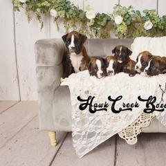 Boxer Puppies from Hawk Creek Boxers