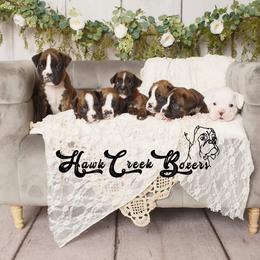 Boxer Puppies from Hawk Creek Boxers