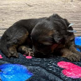 Hami light blue - Black and red male German Shepherd puppy in Herrick, South Dakota from Dakota Shepherds Kennels