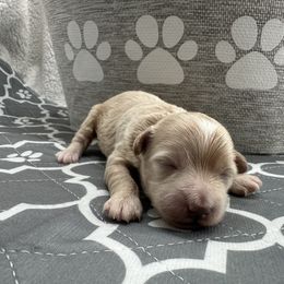 Boy 2 - Apricot male Maltipoo puppy in Denair, California from 209PuppiesCaliforniaMaltipoo