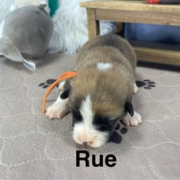 Rue - Sable male Pembroke Welsh Corgi puppy in Apison, Tennessee from Ashmore Corgis