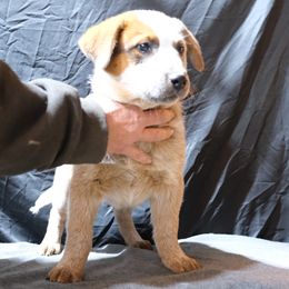 L61-08 - Red speckled male Australian Cattle Dog puppy in Sheridan, Oregon from 6pk Cattledogs