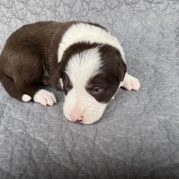 Girl 2 - Red female Border Collie puppy in Centerville, Washington from Forthright Farms