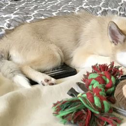 Pomsky Puppies from River Enz Pomskies