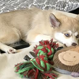 Pomsky Puppies from River Enz Pomskies