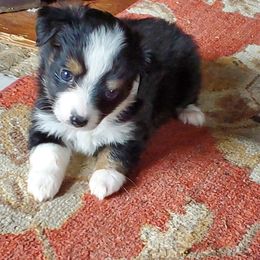 Chihuahua and Toy Australian Shepherd Puppies from Glidwell Ranch