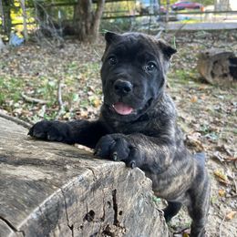 Arlo - Cane Corso puppy from Reverence Cane Corso