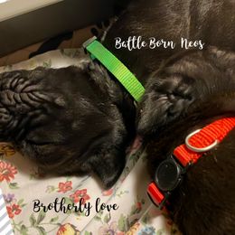 Neapolitan Mastiff Puppies from Battle Born Neos