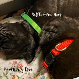 Neapolitan Mastiff Puppies from Battle Born Neos