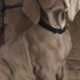 Weimaraner Puppies from Mavericks Night Weimaraners