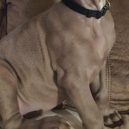 Weimaraner Puppies from Mavericks Night Weimaraners