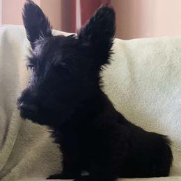 Ziggy - Black male Scottish Terrier puppy in Coeur D'alene, Idaho from Kimball Kennels
