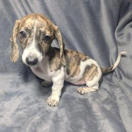 4 Tillie - Brindle female Dachshund puppy in Central Point, Oregon from MRS Long Dog Ranch