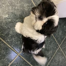 Shih Tzus from Suzie Q Shitzu’s