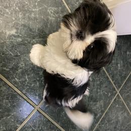 Shih Tzus from Suzie Q Shitzu’s